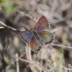 Paralucia crosbyi (Violet Copper Butterfly) by RAllen