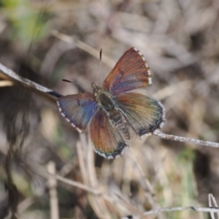 Paralucia crosbyi (Violet Copper Butterfly) at Rendezvous Creek, ACT - 30 Jul 2023 by RAllen