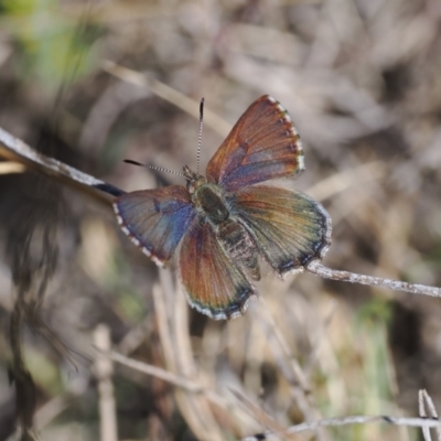 Paralucia crosbyi (Violet Copper Butterfly) by RAllen