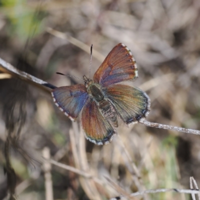 Paralucia spinifera (Bathurst or Purple Copper Butterfly) at Rendezvous Creek, ACT - 30 Jul 2023 by RAllen