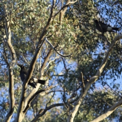 Strepera graculina at Red Hill, ACT - 3 Aug 2023 07:29 AM