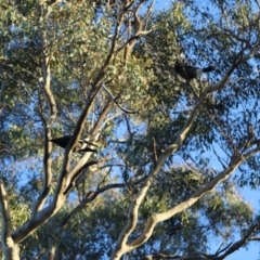 Strepera graculina at Red Hill, ACT - 3 Aug 2023 07:29 AM