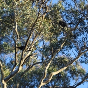 Strepera graculina at Red Hill, ACT - 3 Aug 2023 07:29 AM