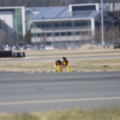 Corvus coronoides / mellori (Australian / Little Raven) at Canberra Airport, ACT - 3 Aug 2023 by JimL