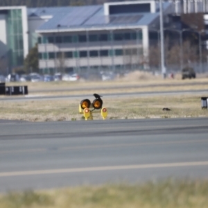 Corvus coronoides / mellori at Canberra Airport, ACT - 3 Aug 2023