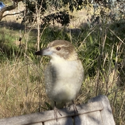 Cracticus torquatus (Grey Butcherbird) at Flea Bog Flat to Emu Creek Corridor - 3 Aug 2023 by JohnGiacon