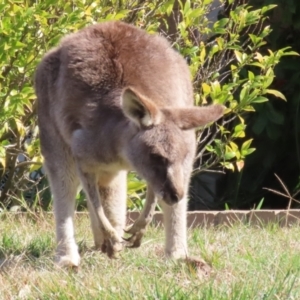 Macropus giganteus at Macarthur, ACT - 3 Aug 2023