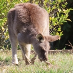 Macropus giganteus at Macarthur, ACT - 3 Aug 2023