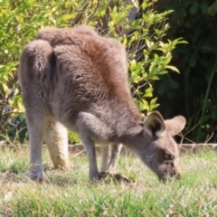 Macropus giganteus at Macarthur, ACT - 3 Aug 2023