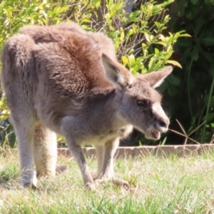 Macropus giganteus at Macarthur, ACT - 3 Aug 2023