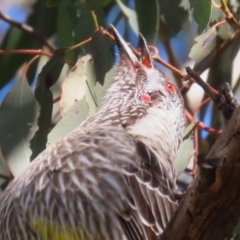 Anthochaera carunculata (Red Wattlebird) at Stranger Pond - 3 Aug 2023 by RodDeb