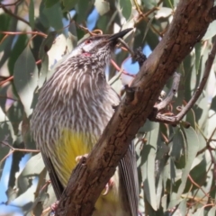 Anthochaera carunculata at Bonython, ACT - 3 Aug 2023