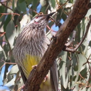 Anthochaera carunculata at Bonython, ACT - 3 Aug 2023