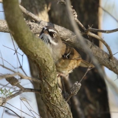 Sericornis frontalis (White-browed Scrubwren) at Stranger Pond - 3 Aug 2023 by RodDeb