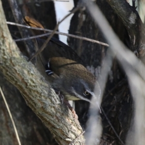 Sericornis frontalis at Bonython, ACT - 3 Aug 2023