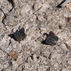 Paralucia spinifera (Bathurst or Purple Copper Butterfly) at Rendezvous Creek, ACT - 30 Jul 2023 by RAllen