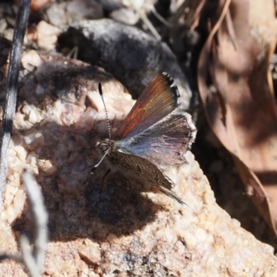 Paralucia spinifera (Bathurst or Purple Copper Butterfly) at Namadgi National Park - 30 Jul 2023 by RAllen