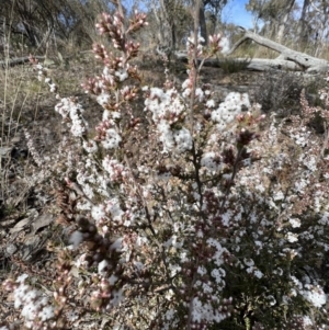 Styphelia attenuata at Yarrow, NSW - 3 Aug 2023