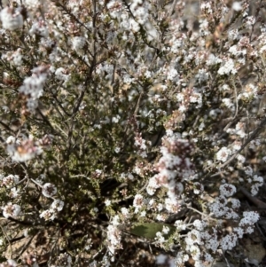 Leucopogon attenuatus at Yarrow, NSW - 3 Aug 2023