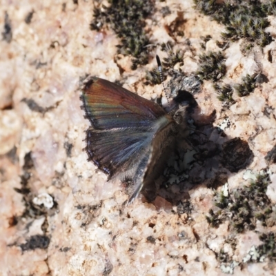 Paralucia spinifera (Bathurst or Purple Copper Butterfly) at Rendezvous Creek, ACT - 30 Jul 2023 by RAllen