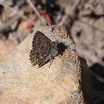 Paralucia spinifera (Bathurst or Purple Copper Butterfly) at Namadgi National Park - 30 Jul 2023 by RAllen