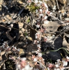 Melangyna viridiceps at Yarrow, NSW - 3 Aug 2023