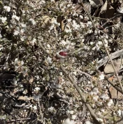 Lasioglossum sp. (genus) at Googong Foreshore - 3 Aug 2023 by SimoneC