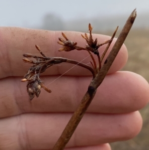 Schoenoplectus validus at Coombs, ACT - 3 Aug 2023