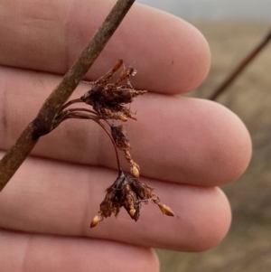 Schoenoplectus validus at Coombs, ACT - 3 Aug 2023