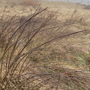 Schoenoplectus validus at Coombs, ACT - 3 Aug 2023