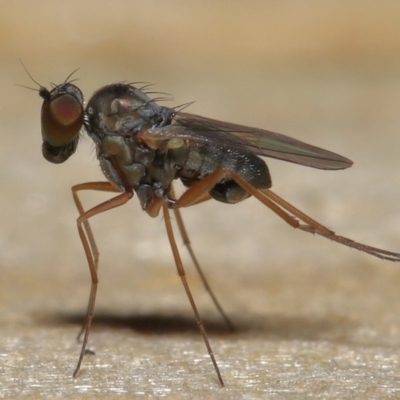 Unidentified True fly (Diptera) at Wellington Point, QLD - 2 Aug 2023 by TimL
