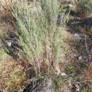 Chrysocephalum semipapposum at Tuggeranong, ACT - 4 Aug 2023