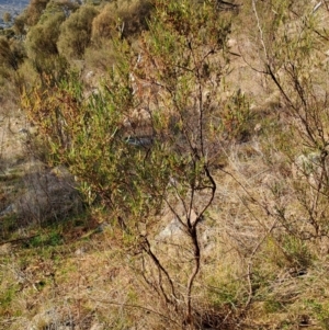 Dodonaea viscosa at Tuggeranong, ACT - 4 Aug 2023