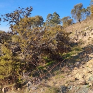 Hakea decurrens subsp. decurrens at Tuggeranong, ACT - 4 Aug 2023 09:00 AM