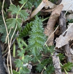 Acaena x ovina (Sheep's Burr) at Garran, ACT - 24 Jul 2023 by Tapirlord