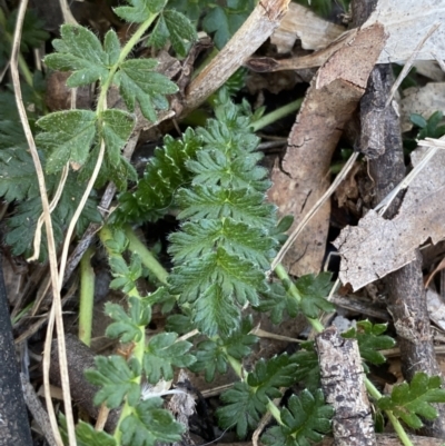 Acaena x ovina (Sheep's Burr) at Garran, ACT - 24 Jul 2023 by Tapirlord