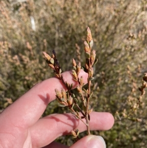 Brachyloma daphnoides at Hughes, ACT - 24 Jul 2023