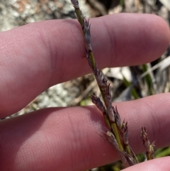 Lepidosperma laterale (Variable Sword Sedge) at Hughes, ACT - 24 Jul 2023 by Tapirlord