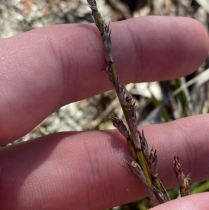 Lepidosperma laterale at Hughes, ACT - 24 Jul 2023 01:38 PM