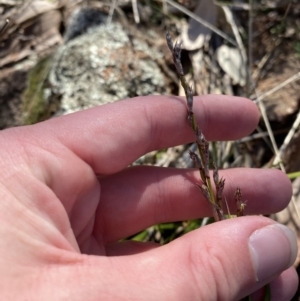 Lepidosperma laterale at Hughes, ACT - 24 Jul 2023 01:38 PM