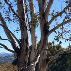 Eucalyptus polyanthemos subsp. polyanthemos (Red Box) at Hughes, ACT - 24 Jul 2023 by Tapirlord