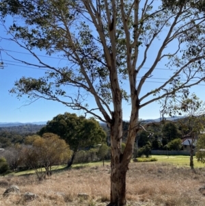 Eucalyptus polyanthemos subsp. polyanthemos at Hughes Garran Woodland - 24 Jul 2023