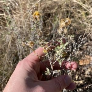 Chrysocephalum apiculatum at Hughes, ACT - 24 Jul 2023