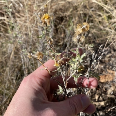 Chrysocephalum apiculatum (Common Everlasting) at Hughes, ACT - 24 Jul 2023 by Tapirlord