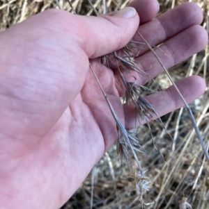 Themeda triandra at Hughes, ACT - 24 Jul 2023 01:37 PM