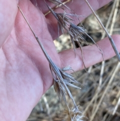 Themeda triandra at Hughes, ACT - 24 Jul 2023