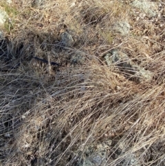 Themeda triandra at Hughes, ACT - 24 Jul 2023