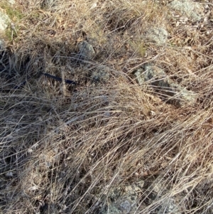 Themeda triandra at Hughes, ACT - 24 Jul 2023 01:37 PM