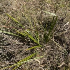 Dianella revoluta var. revoluta (Black-Anther Flax Lily) at Garran, ACT - 24 Jul 2023 by Tapirlord