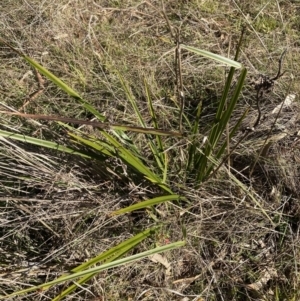 Dianella revoluta var. revoluta at Garran, ACT - 24 Jul 2023 01:36 PM